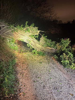 Fano- Quercia crolla sulla strada, isolate quattro famiglie, viabilità ripristinata in serata